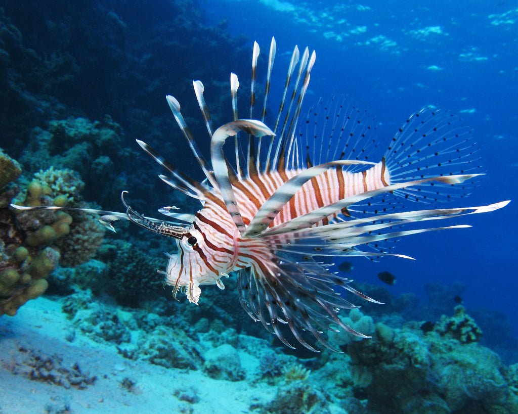 Beware the beautiful lionfish